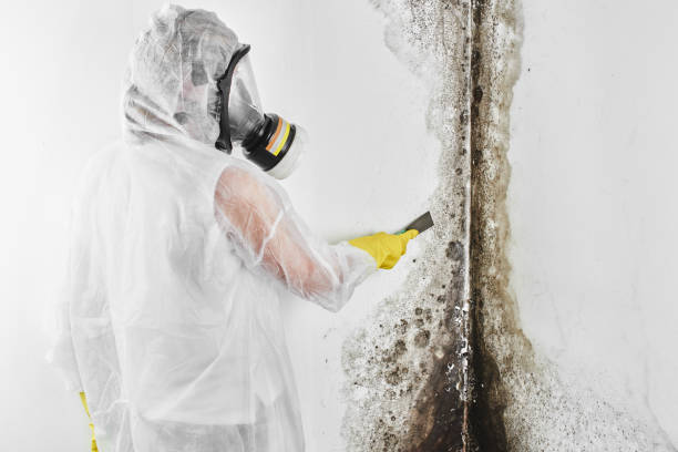Best Mold Testing  in Biddeford, ME