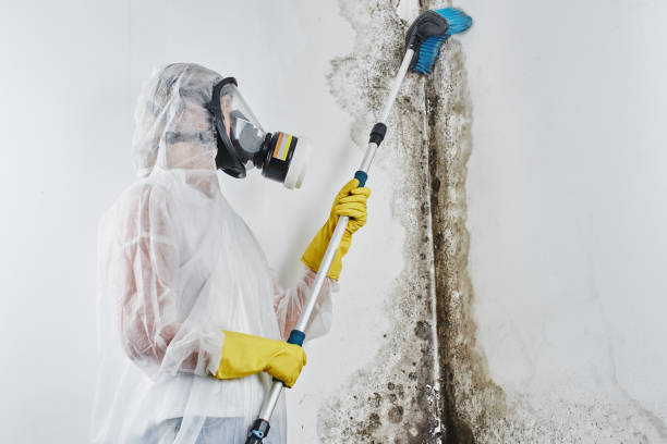 Best Fast Mold Removal  in Biddeford, ME