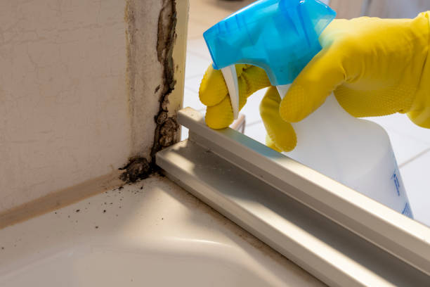Best Affordable Mold Removal  in Biddeford, ME