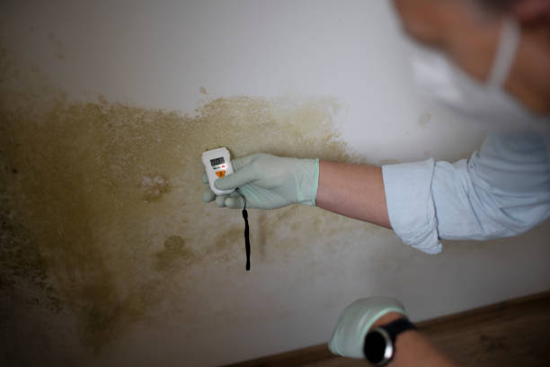 Best Mold Cleaning Services  in Biddeford, ME
