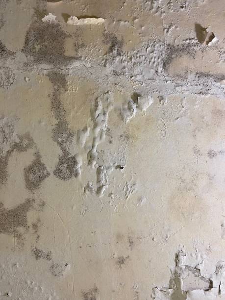 Best Residential Mold Removal  in Biddeford, ME