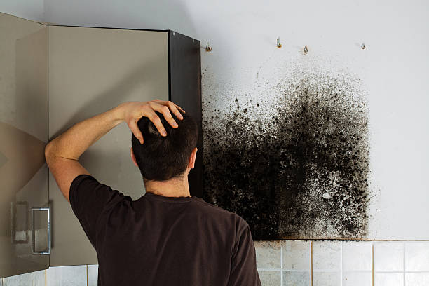 Best Affordable Mold Removal  in Biddeford, ME